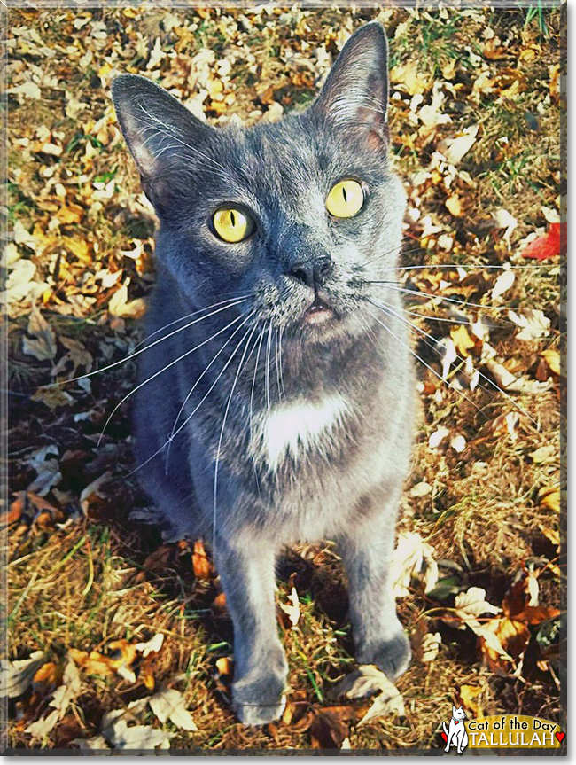 Tallulah the Russian Blue, the Cat of the Day