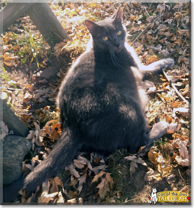 Tallulah the Russian Blue, the Cat of the Day