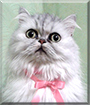 Lady the Persian Cat