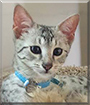 Tsuki the Egyptian Mau