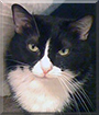 Kitty the American Shorthair Tuxedo