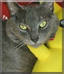 Rascal the Russian Blue mix