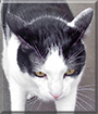 Goober the Shorthair Cat