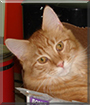 Jasper the Orange Tabby