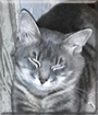 BluMur the Silver Tabby