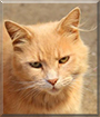 Shyloh the Domestic Longhair