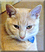 Toby the Cream Tabby