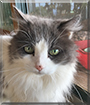 Tim the Domestic Cat