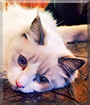 Prim the Ragdoll