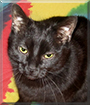Shadow the American Shorthair Mix