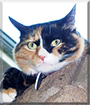 Kara the Tortoiseshell Shorthair