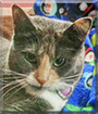 Ada the American Shorthair Tortoiseshell