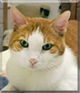 Opie the Orange Tabby mix