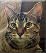 Lola the Domestic Tabby Mix