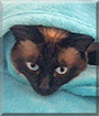 Gismo the Siamese Cat