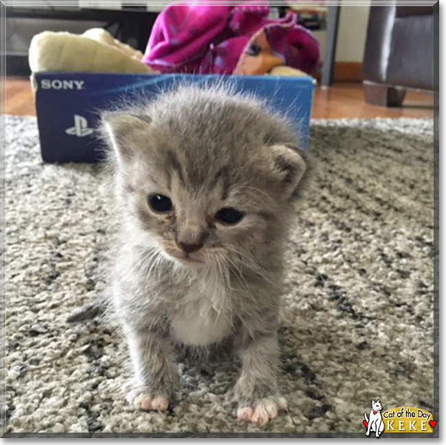 Keke the Grey Tabby, the Cat of the Day