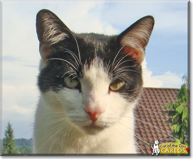 Carlos the Shorthair Cat, the Cat of the Day