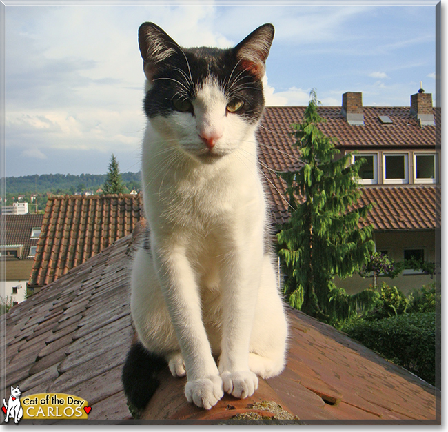 Carlos the Shorthair Cat, the Cat of the Day