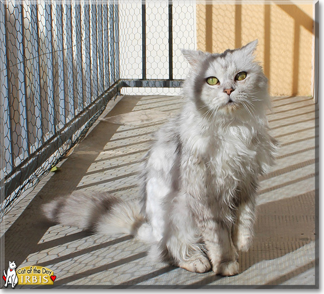 Irbis the Chinchilla Persian mix, the Cat of the Day