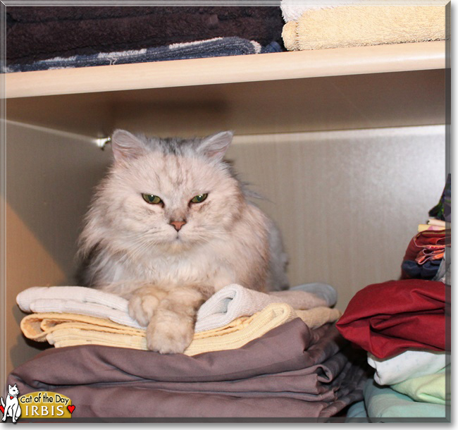 Irbis the Chinchilla Persian mix, the Cat of the Day