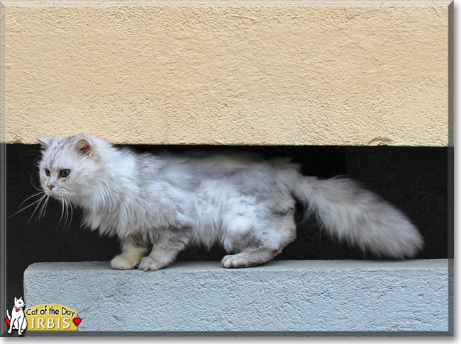 Irbis the Chinchilla Persian mix, the Cat of the Day