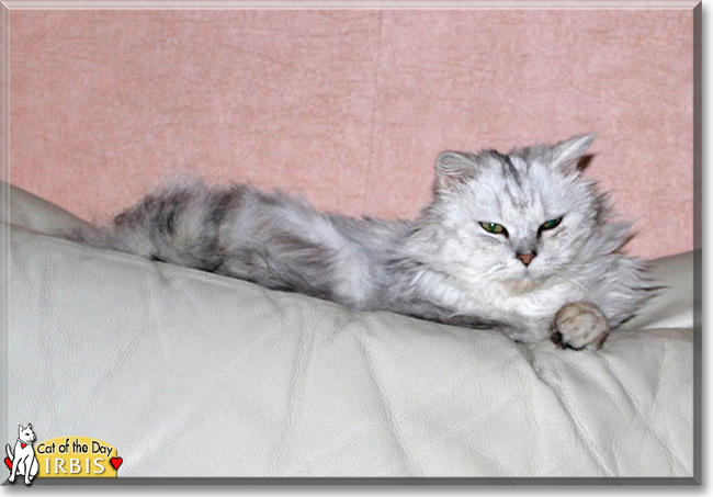 Irbis the Chinchilla Persian mix, the Cat of the Day