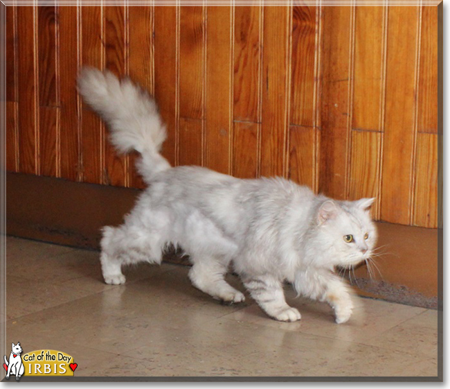 Irbis the Chinchilla Persian mix, the Cat of the Day