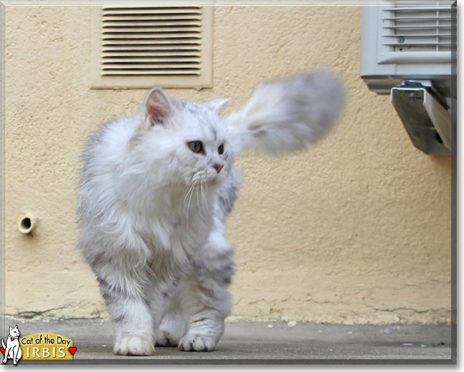 Irbis the Chinchilla Persian mix, the Cat of the Day