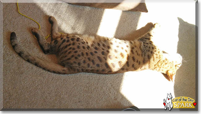 Spark the Ocicat, the Cat of the Day