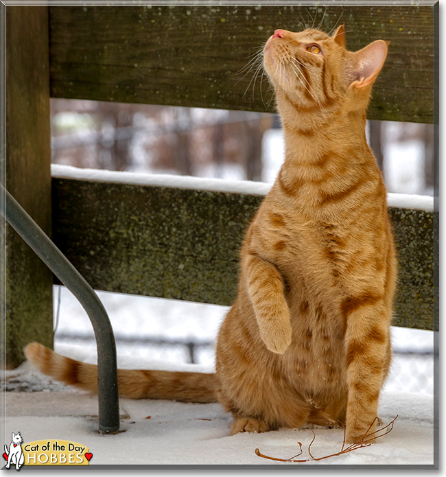 Hobbes the Ocicat the Cat of the Day