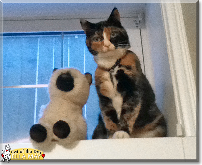 Ella May the Calico, the Cat of the Day