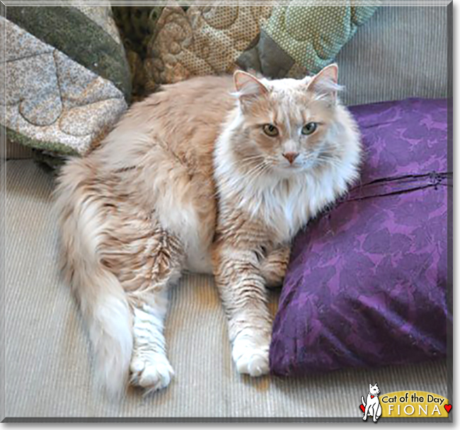 Fiona the Longhair Cat, the Cat of the Day