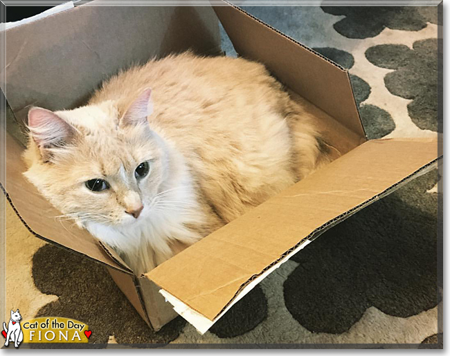 Fiona the Longhair Cat, the Cat of the Day