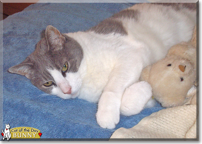 Bunny the Shorthair Cat, the Cat of the Day