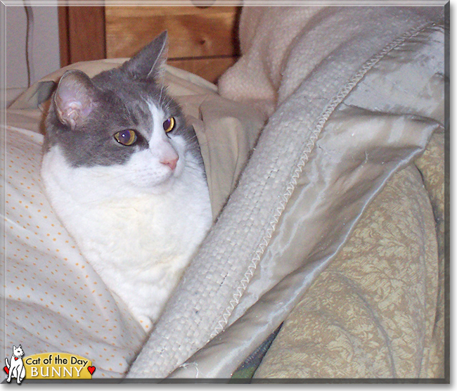 Bunny the Shorthair Cat, the Cat of the Day