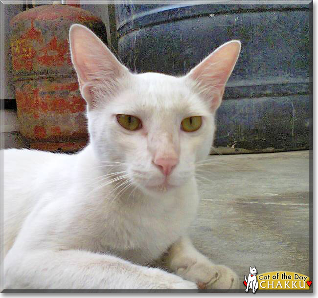 Chakku the Indian Domestic Cat, the Cat of the Day