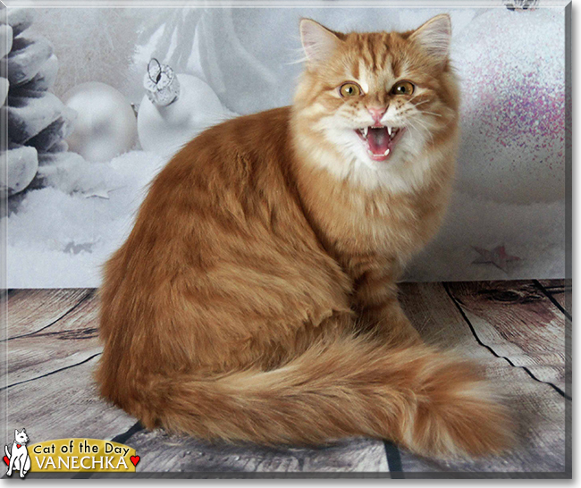 Vanechka the Siberian Forest Cat, the Cat of the Day