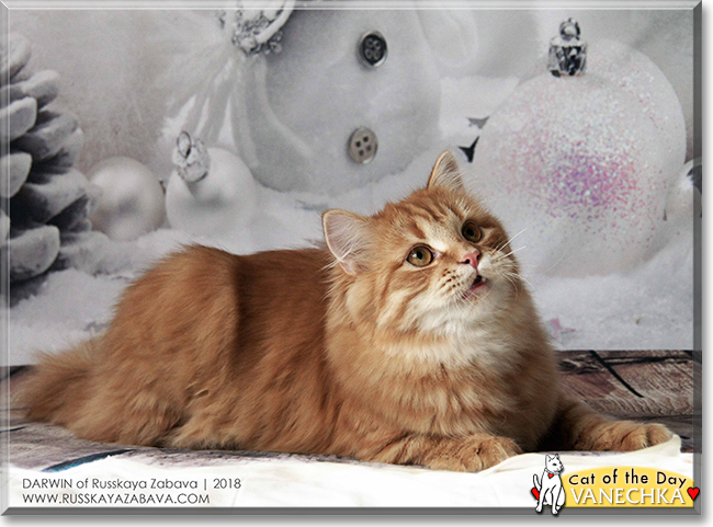 Vanechka the Siberian Forest Cat, the Cat of the Day