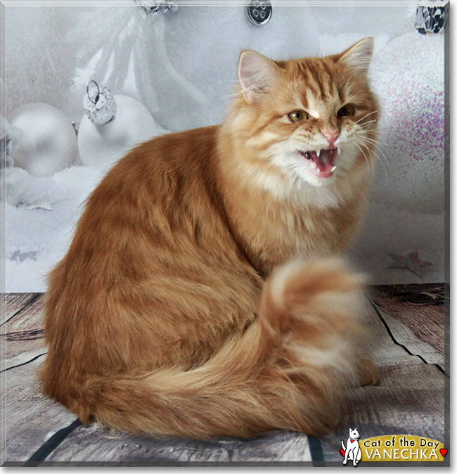 Vanechka the Siberian Forest Cat, the Cat of the Day