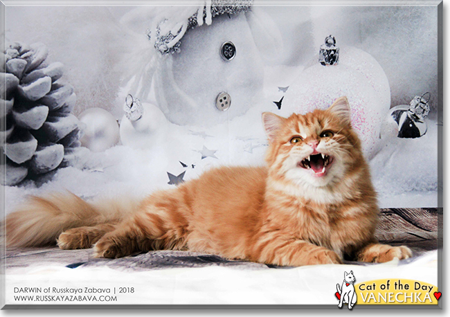 Vanechka the Siberian Forest Cat, the Cat of the Day