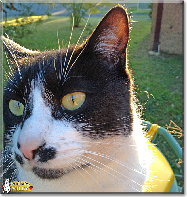 Milby the Tuxedo Cat, the Cat of the Day