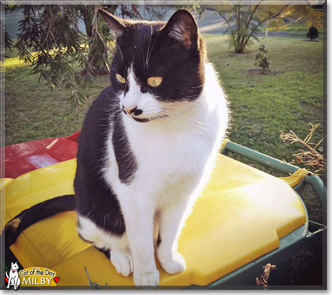 Milby the Tuxedo Cat, the Cat of the Day