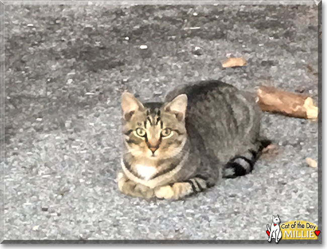 Millie the Brown Tabby, the Cat of the Day