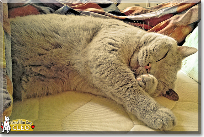 Cleo the British Blue Shorthair, the Cat of the Day