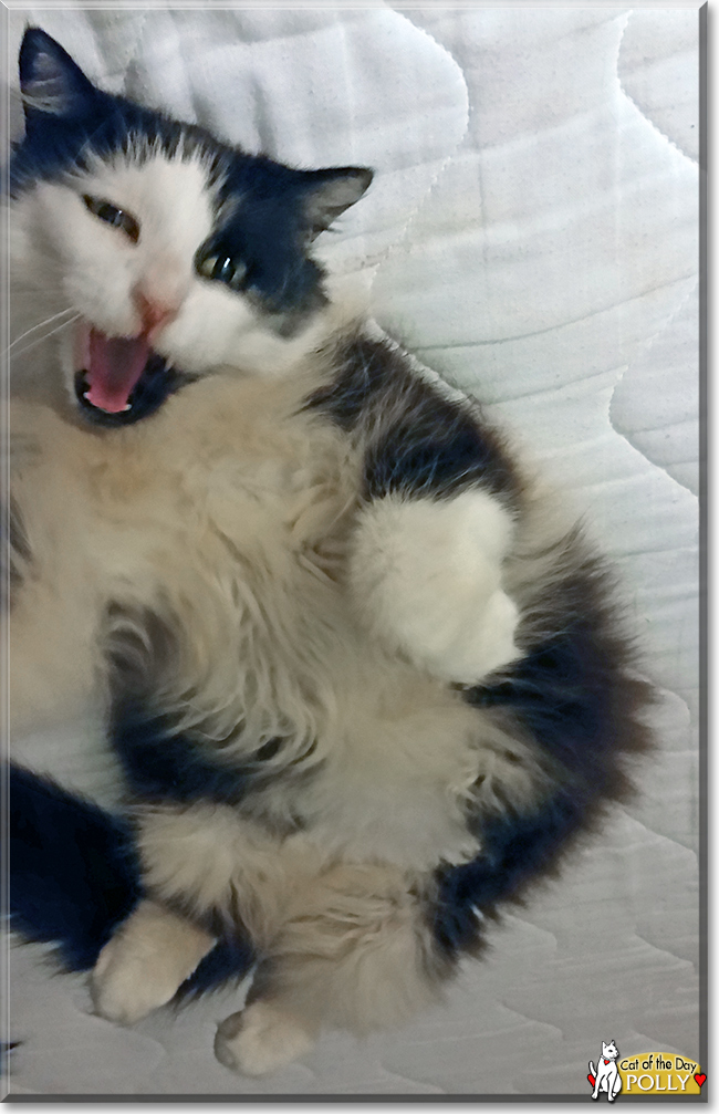 Polly the Longhair Calico, the Cat of the Day