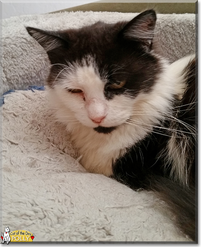 Polly the Longhair Calico, the Cat of the Day