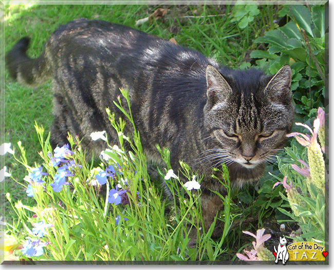 Taz the Tabby, the Cat of the Day