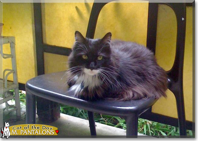 Monsieur Pantalons the Maine Coon, the Cat of the Day