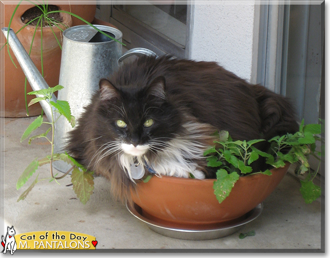 Monsieur Pantalons the Maine Coon, the Cat of the Day