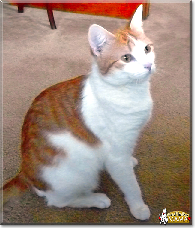 Mama the Tabby and White Shorthair, the Cat of the Day